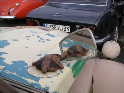 tortue mire.jpg