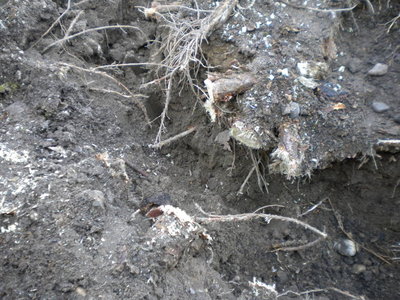 DSCN2916.jpg