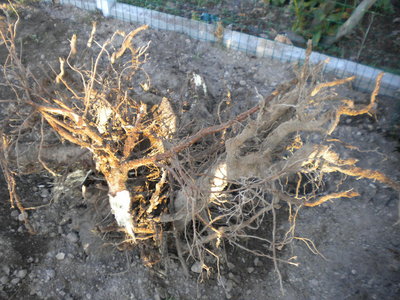 DSCN2918.jpg