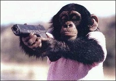 95380541singe-flingue-jpg.jpg