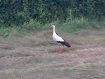 IMG-20130626-01238.jpg